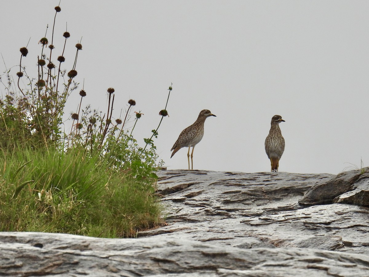 Spotted Thick-knee - ML623000185