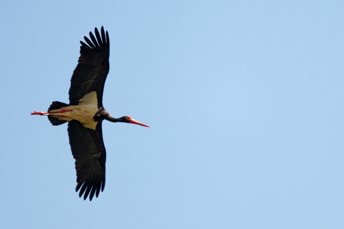 Black Stork - ML623000251