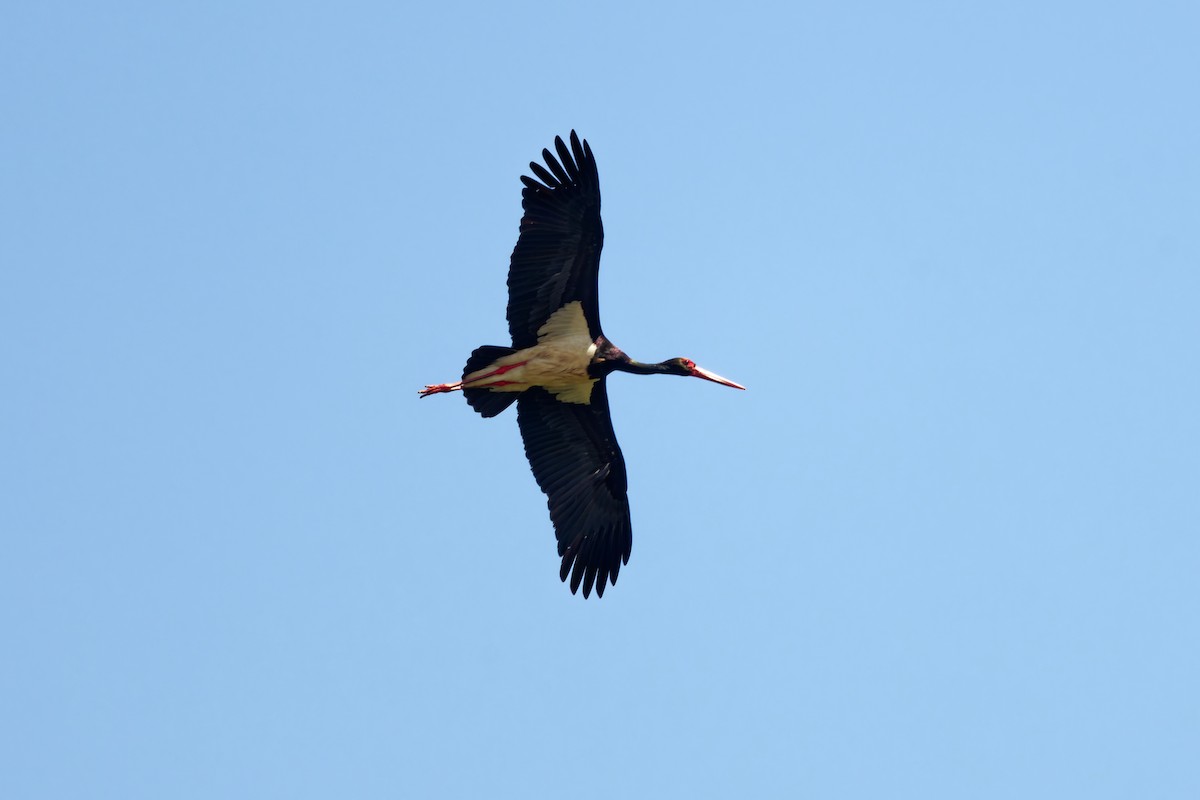 Black Stork - ML623000252