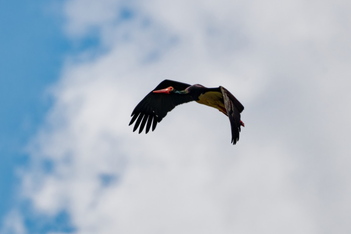 Black Stork - ML623000253