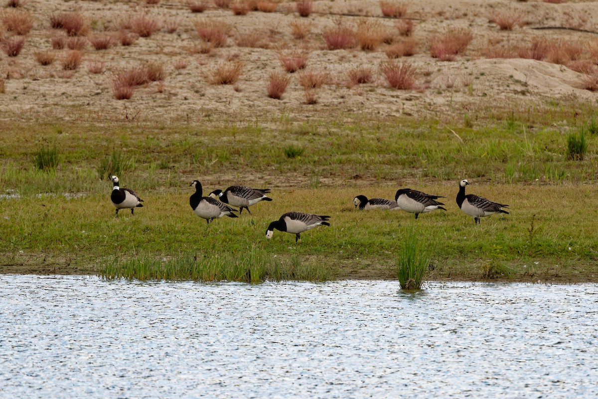 Barnacle Goose - ML623000314