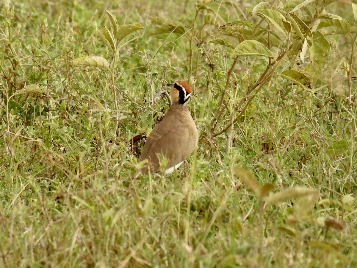 Temminck's Courser - Jeanne Tucker