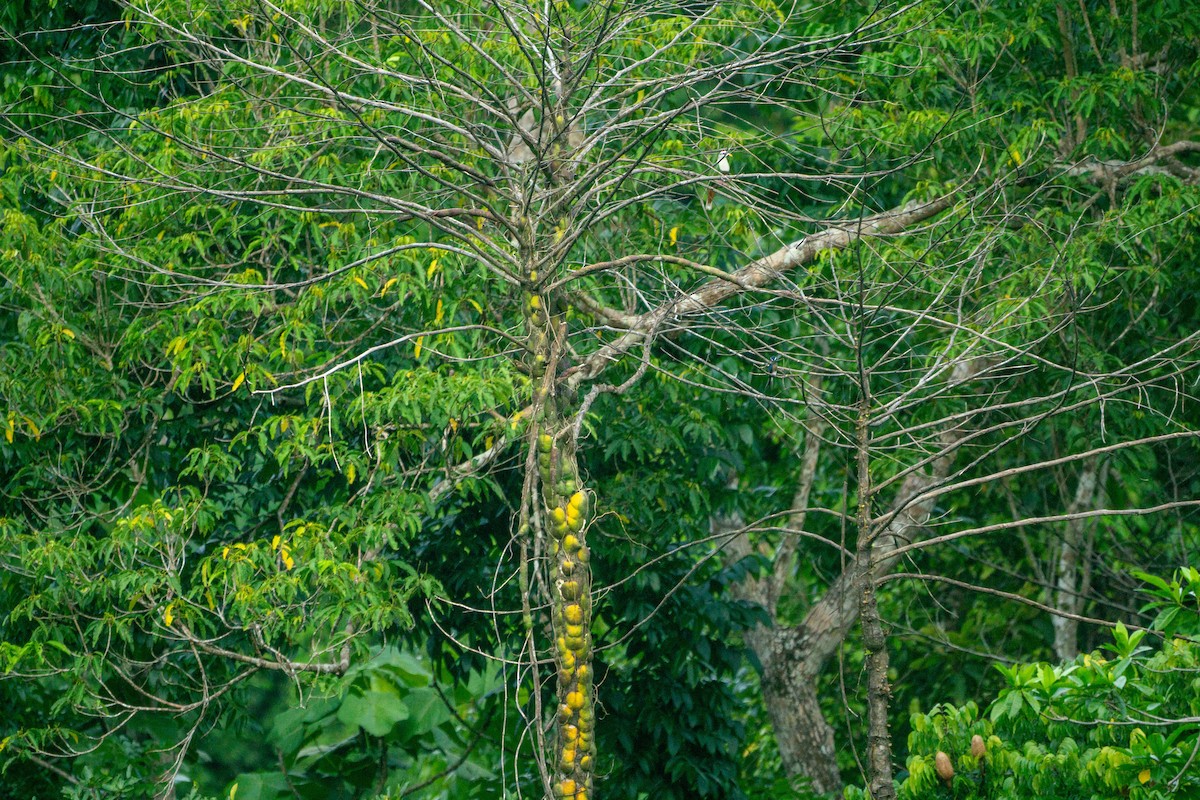 Black-chinned Fruit-Dove - Minjun Kim