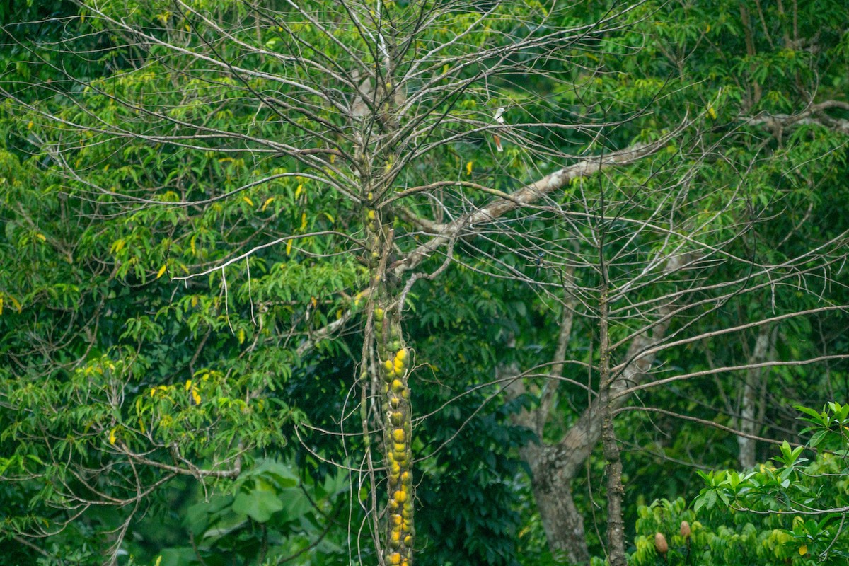 Black-chinned Fruit-Dove - Minjun Kim