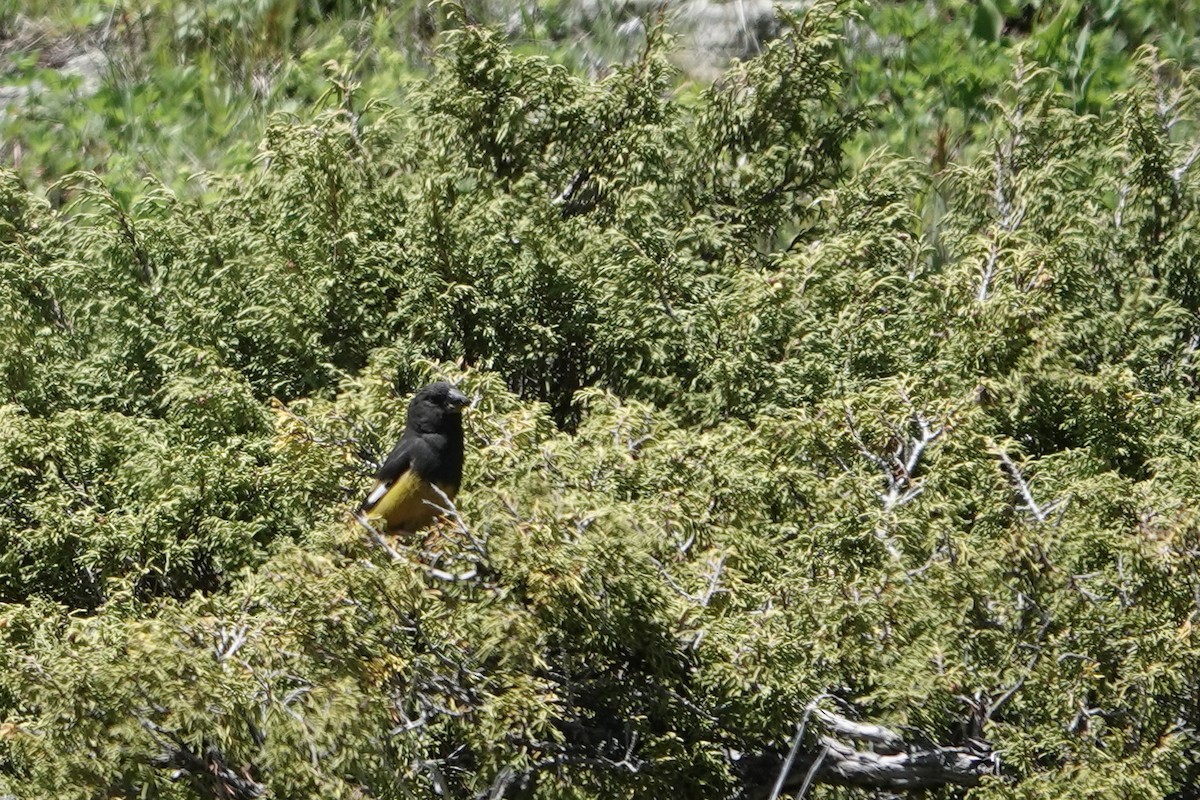 White-winged Grosbeak - ML623000358