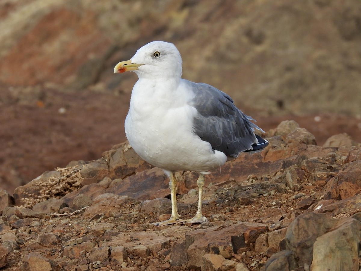 Yellow-legged Gull - Nick Odio