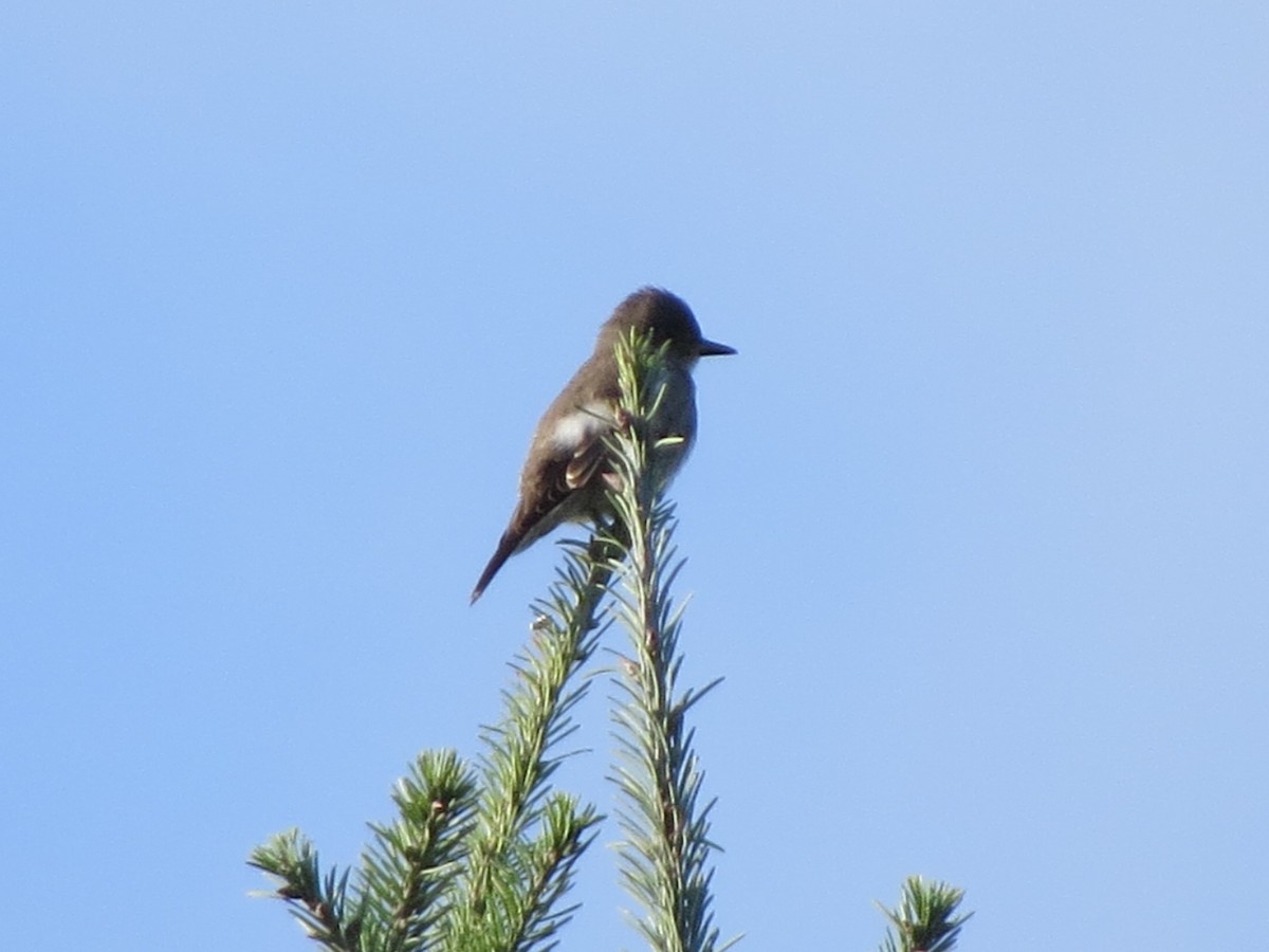 Olive-sided Flycatcher - ML623000419