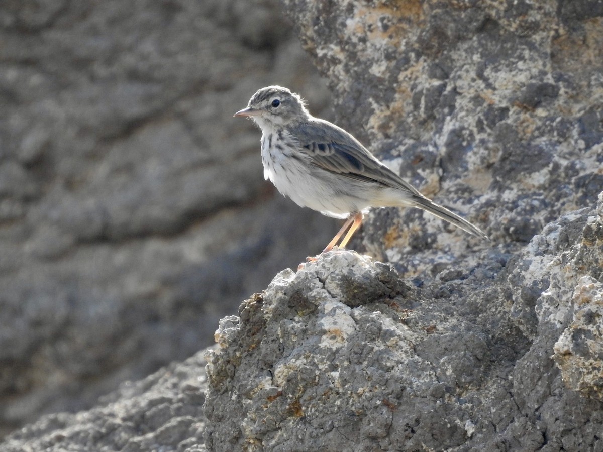 Berthelot's Pipit - ML623000424