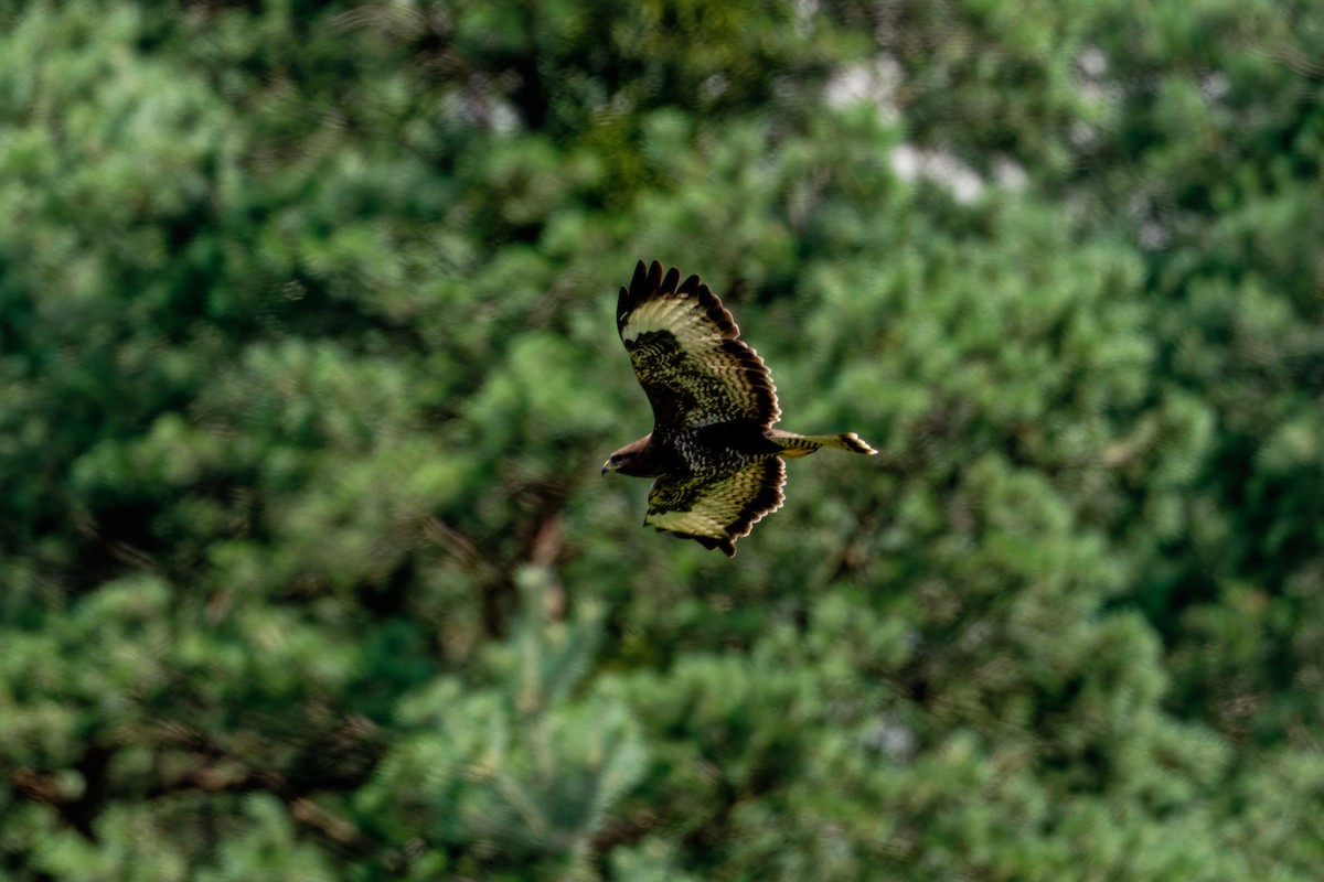 Common Buzzard - ML623000534