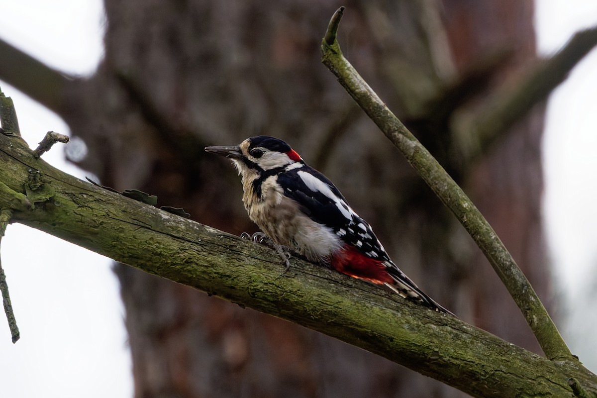 Great Spotted Woodpecker - ML623000585