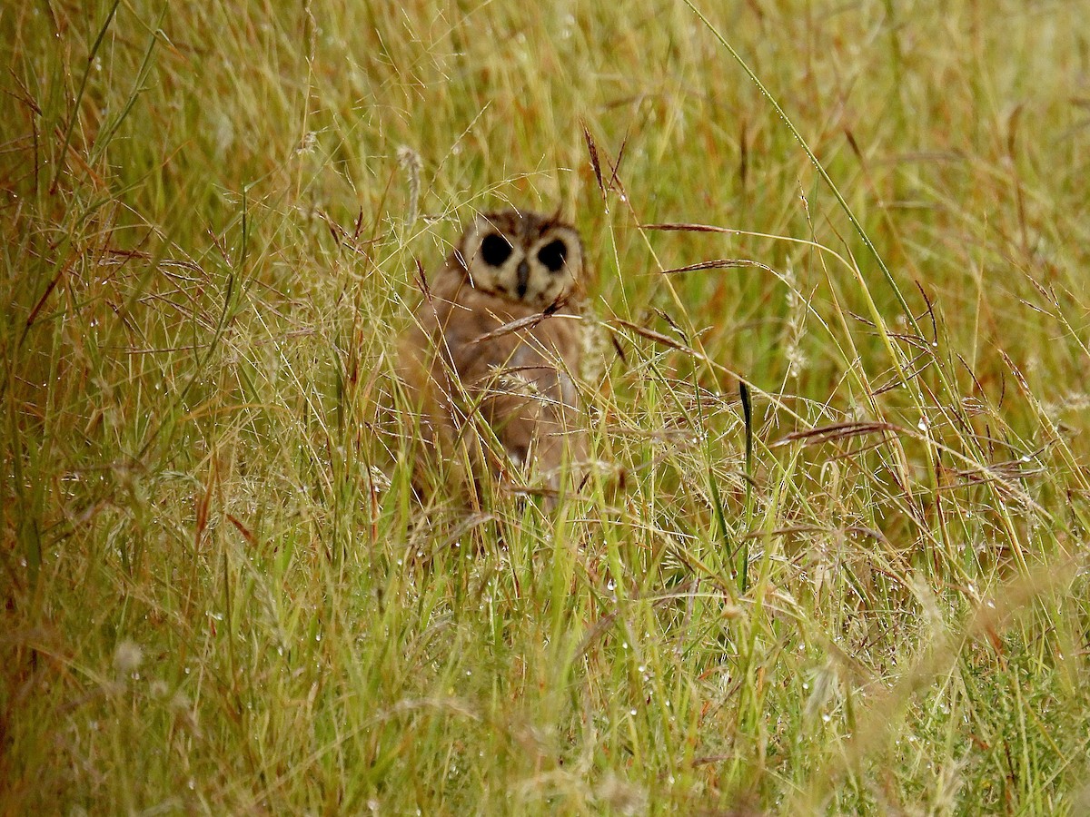 Hibou du Cap - ML623000614