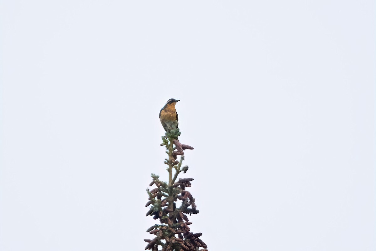 Varied Thrush - ML623000630