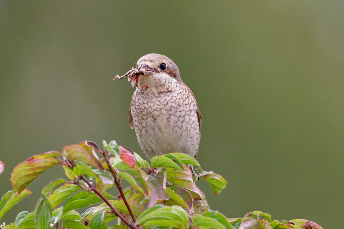 Red-backed Shrike - ML623000643