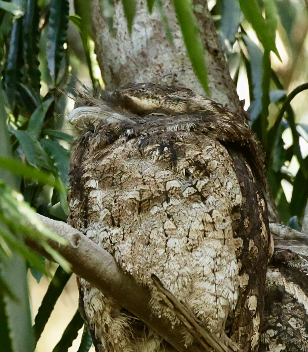 Papuan Frogmouth - Bonnie de Grood