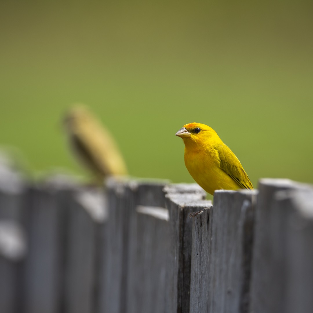 Orange-fronted Yellow-Finch - ML623000659