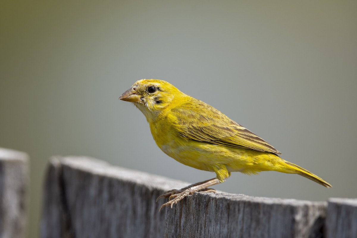 Orange-fronted Yellow-Finch - ML623000660