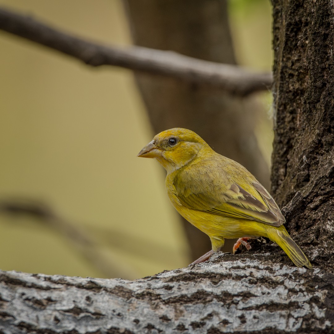 Orange-fronted Yellow-Finch - ML623000661