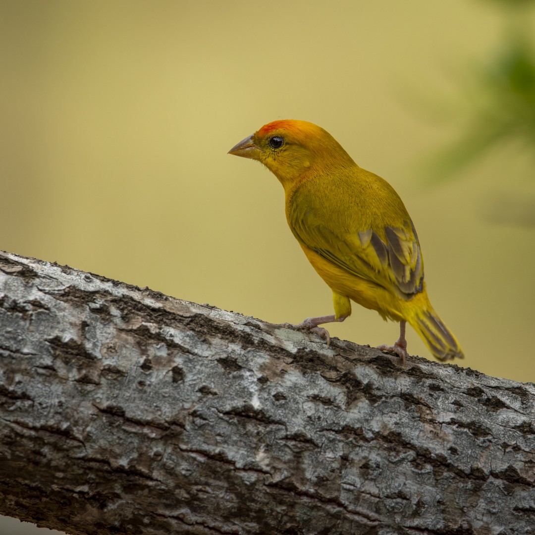 Orange-fronted Yellow-Finch - ML623000662