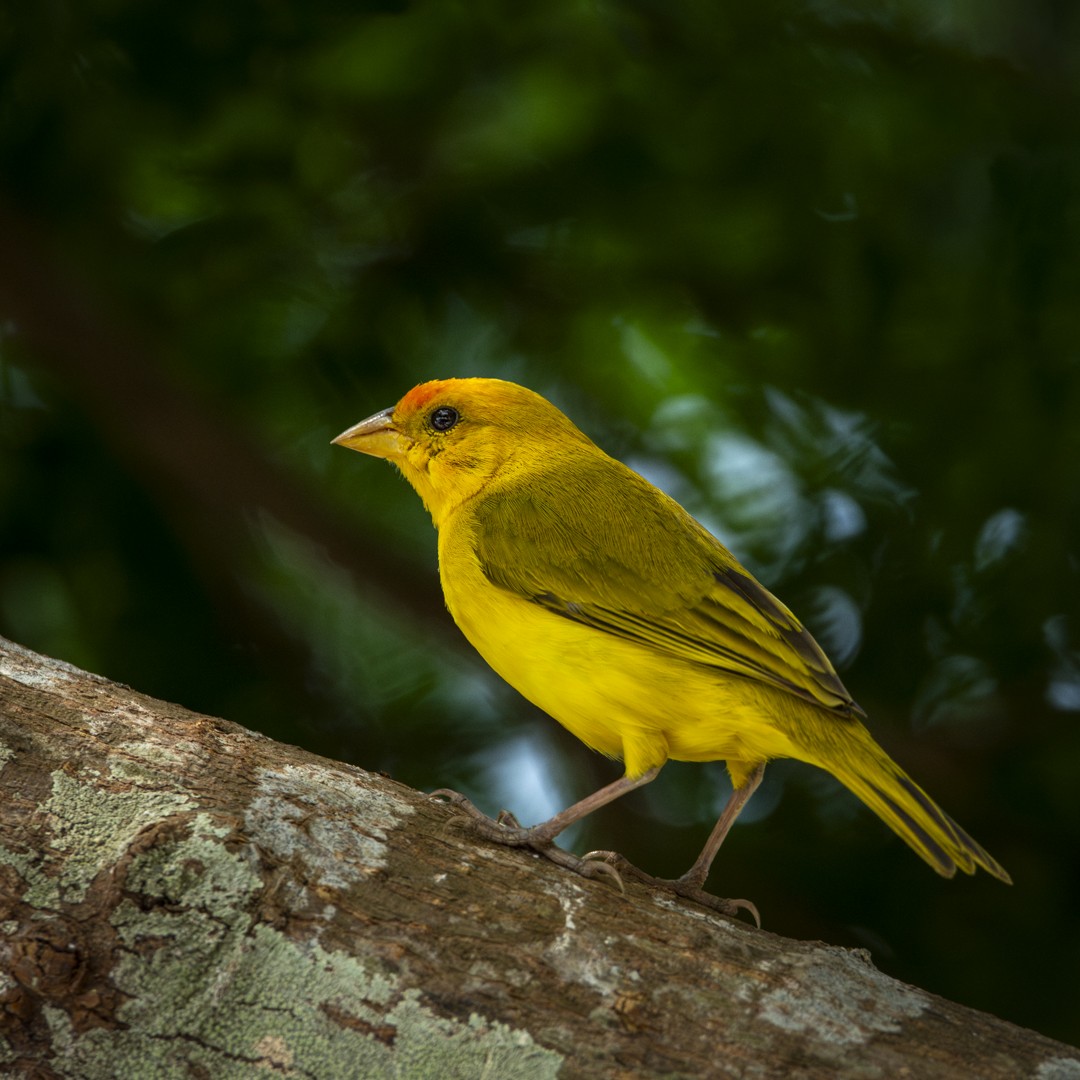 Orange-fronted Yellow-Finch - ML623000663