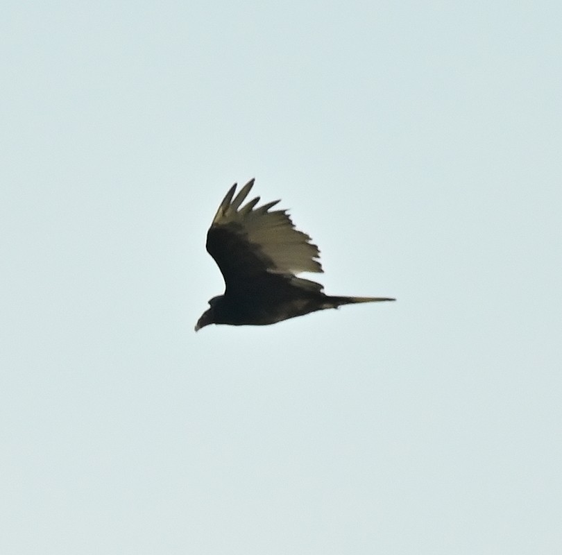 Turkey Vulture - ML623000698