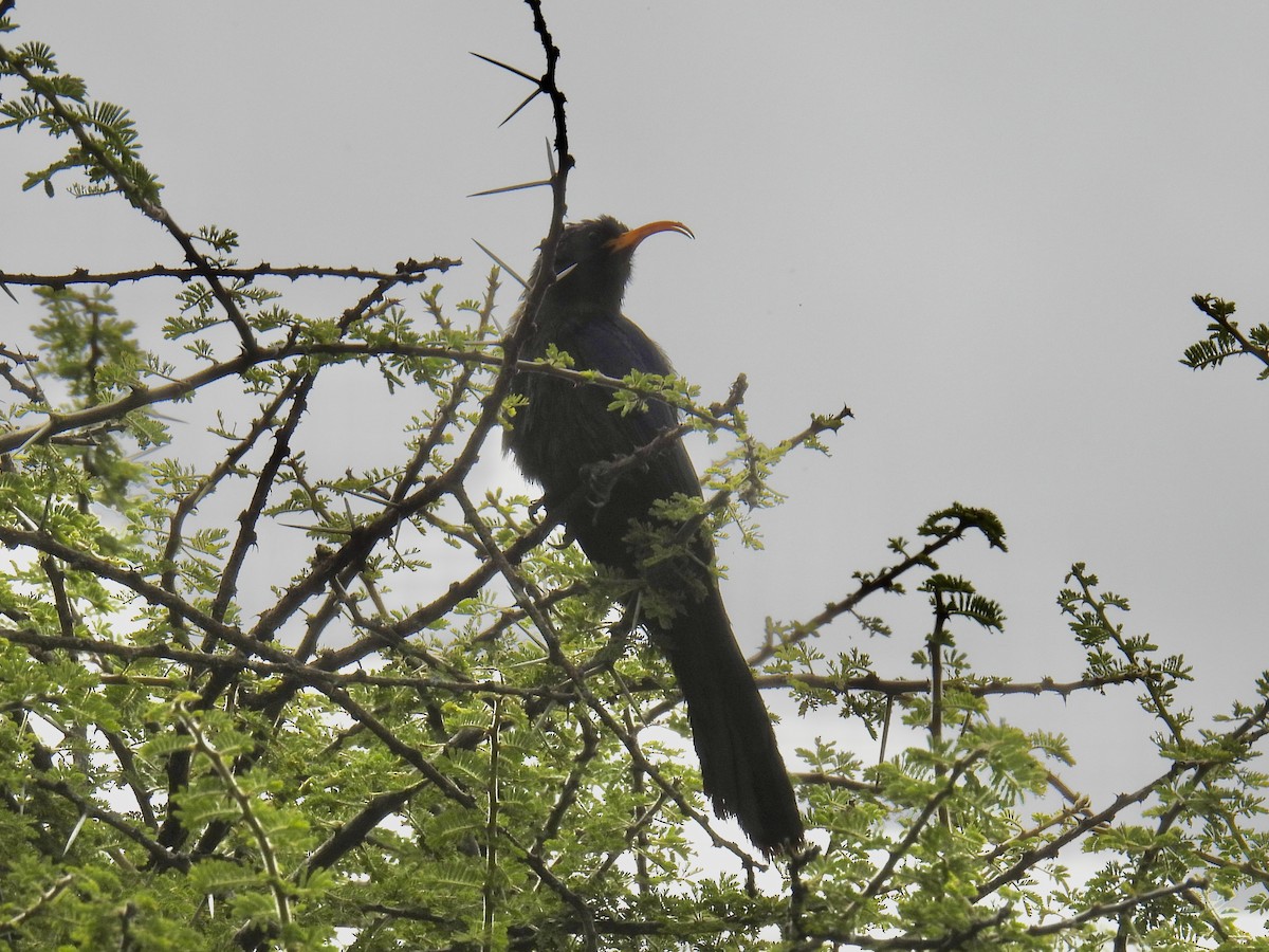 Abyssinian Scimitarbill - ML623000715