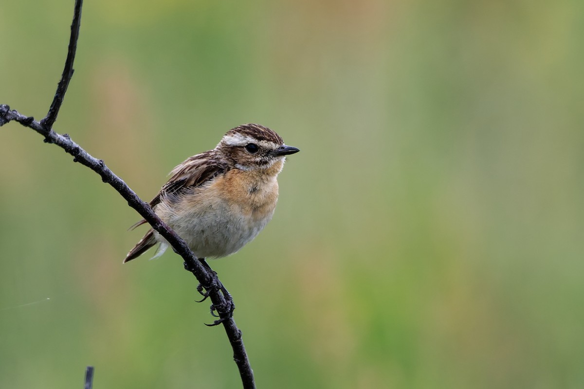 Whinchat - ML623000743