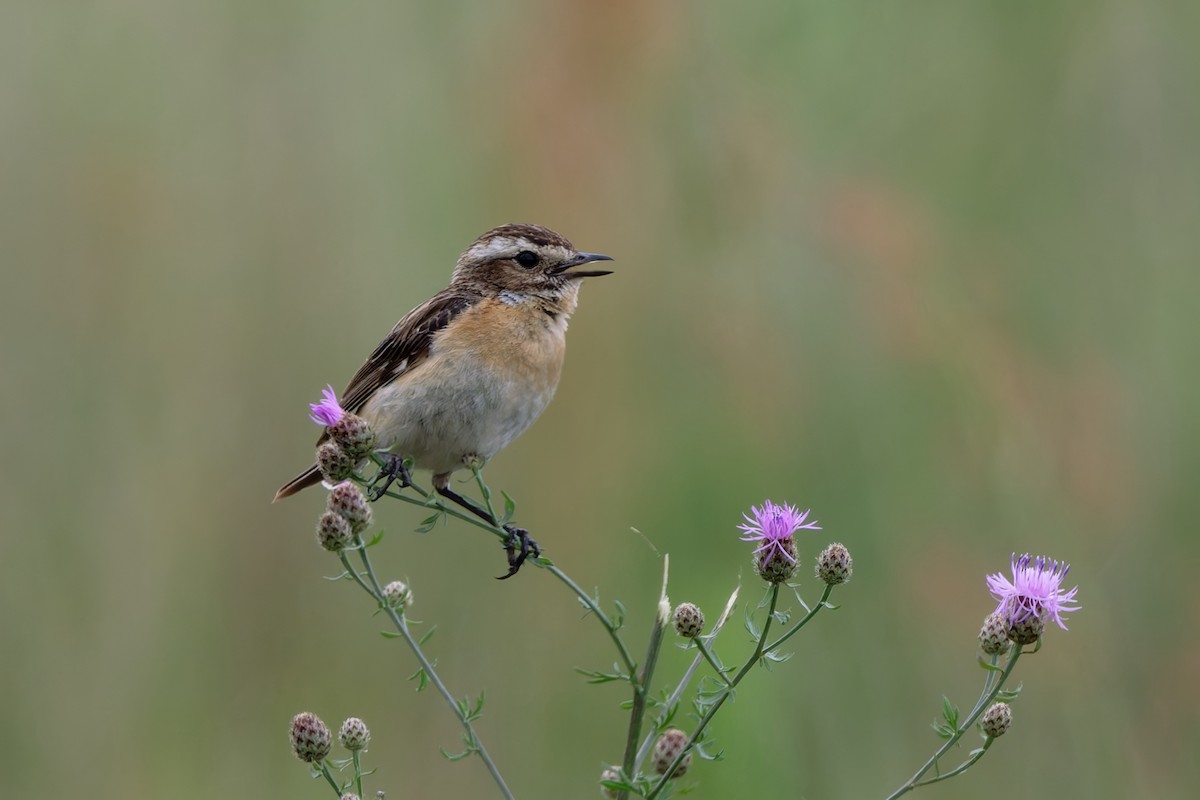 Whinchat - ML623000744