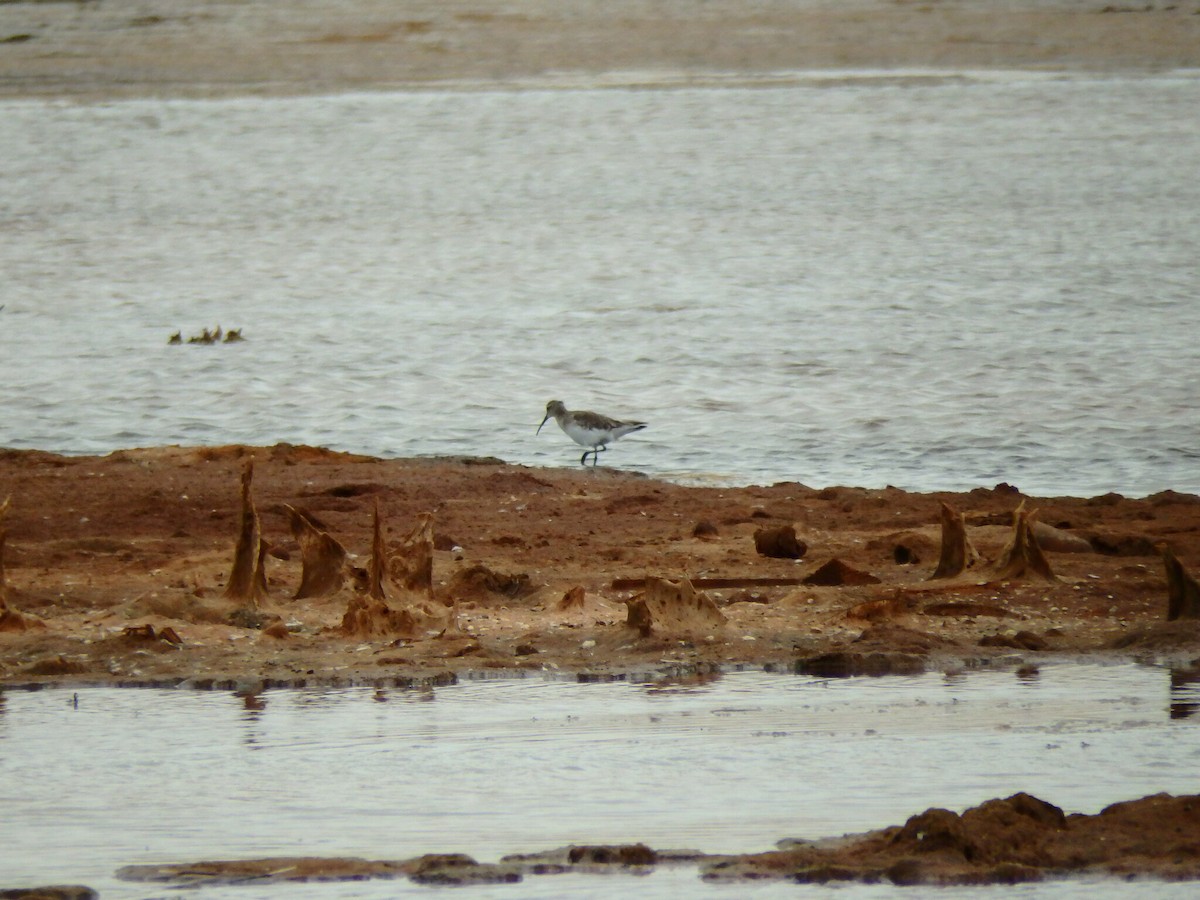 Curlew Sandpiper - Duarte Frade