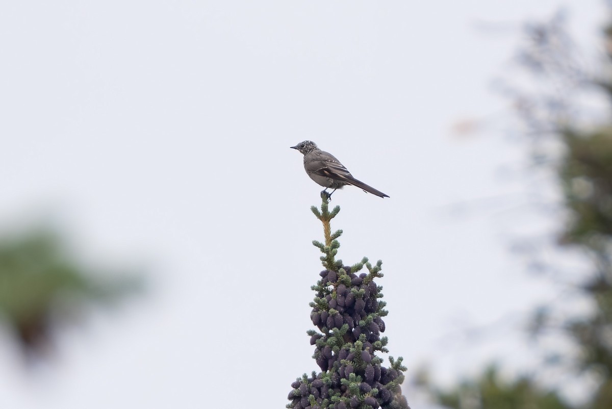 Townsend's Solitaire - ML623000764