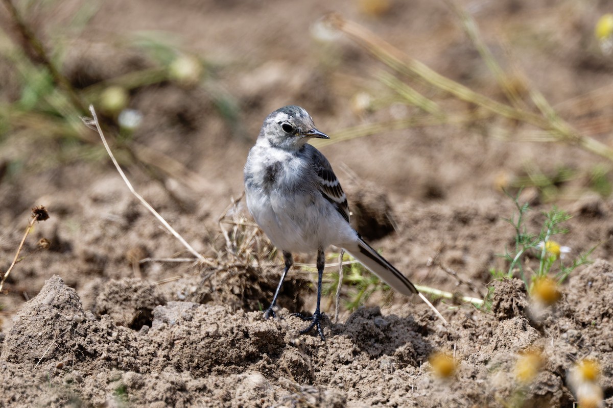 White Wagtail (White-faced) - ML623000770