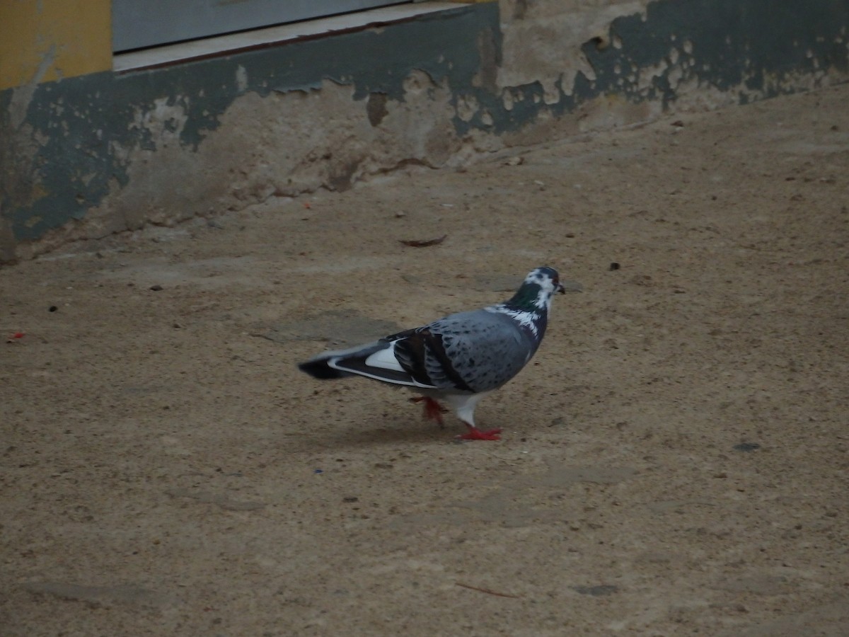 Rock Pigeon (Feral Pigeon) - Duarte Frade