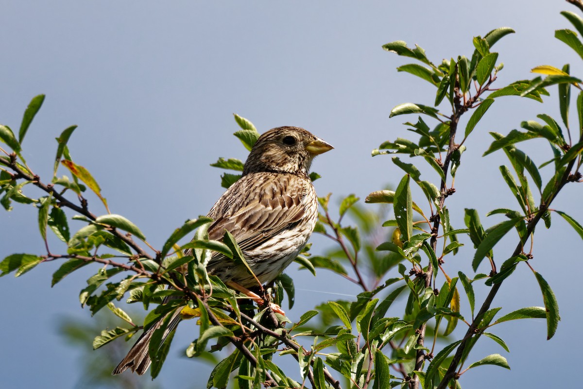 Corn Bunting - ML623000798