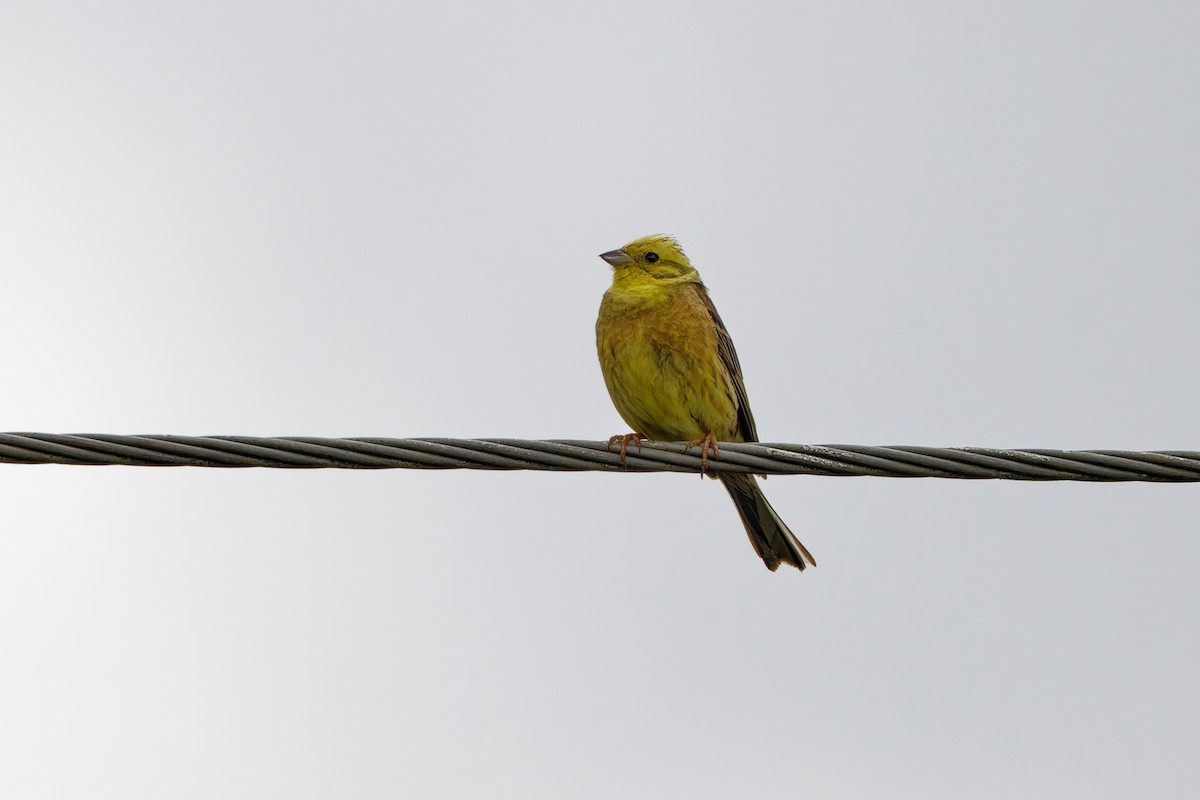 Yellowhammer - ML623000832