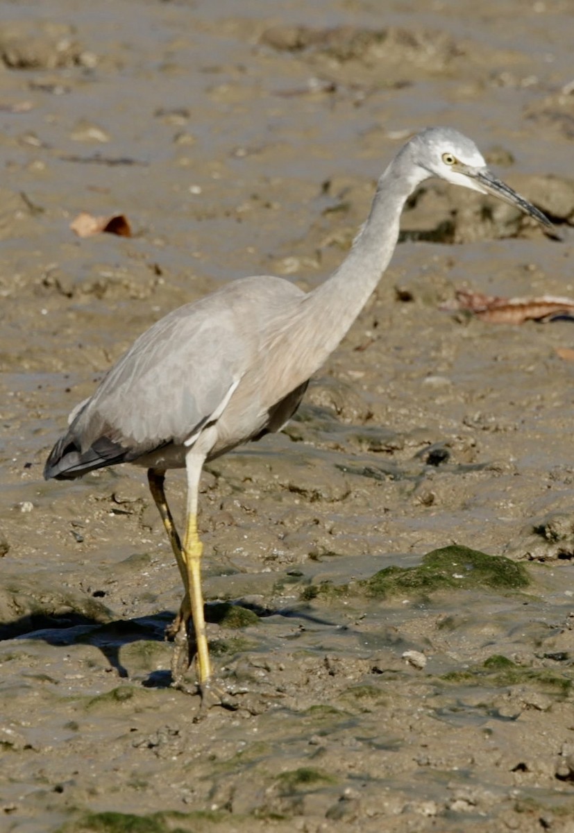 White-faced Heron - ML623000838