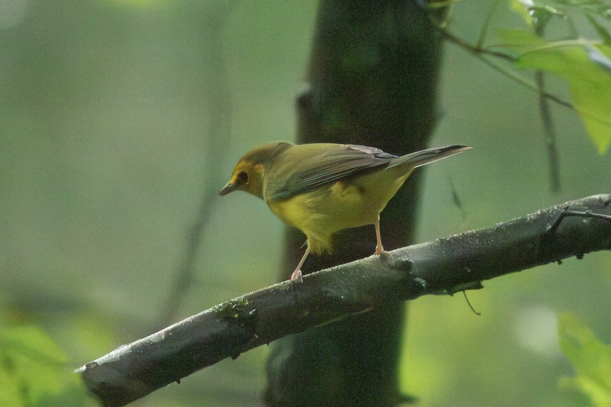 Hooded Warbler - ML623000841