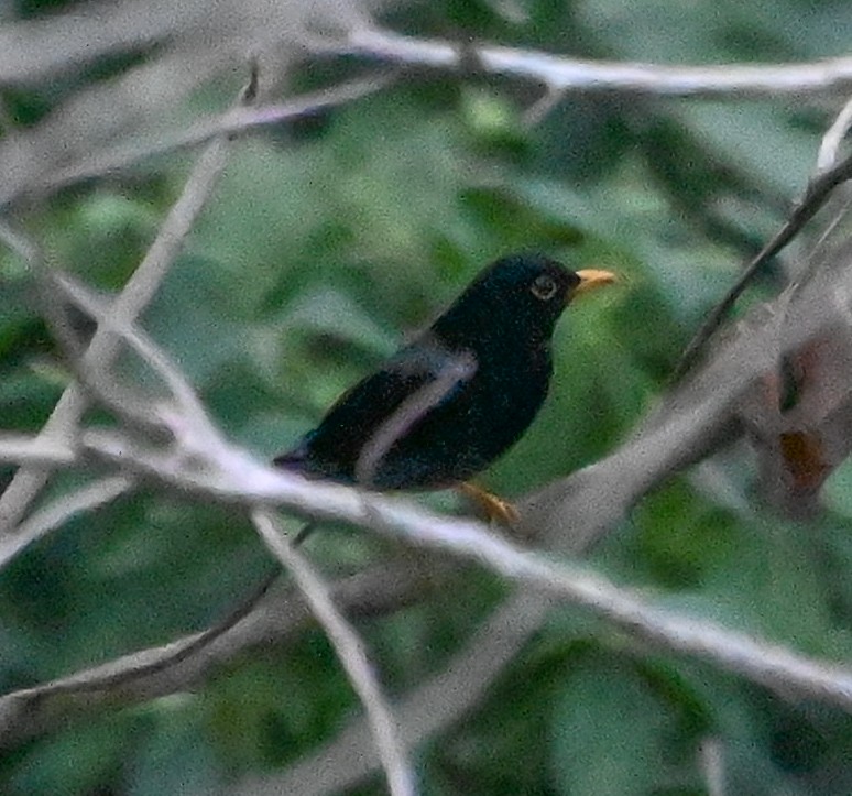 Yellow-legged Thrush - ML623000842