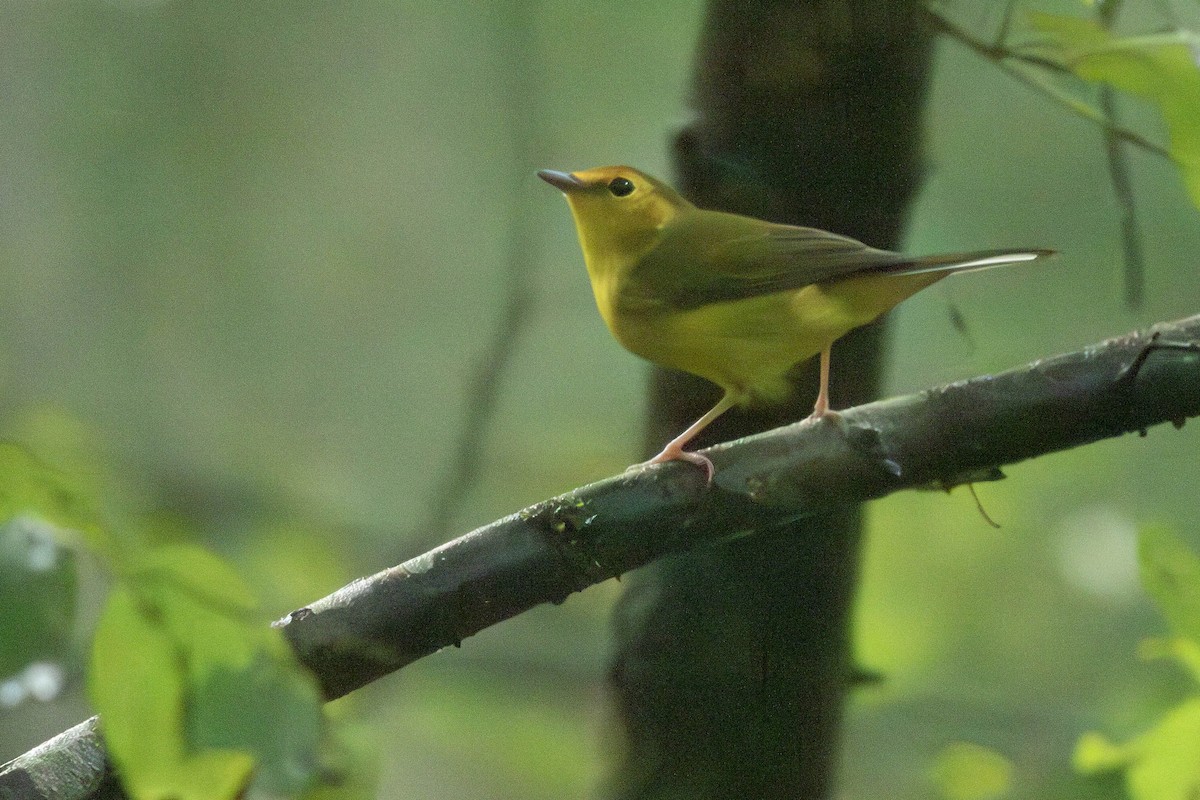Hooded Warbler - ML623000844