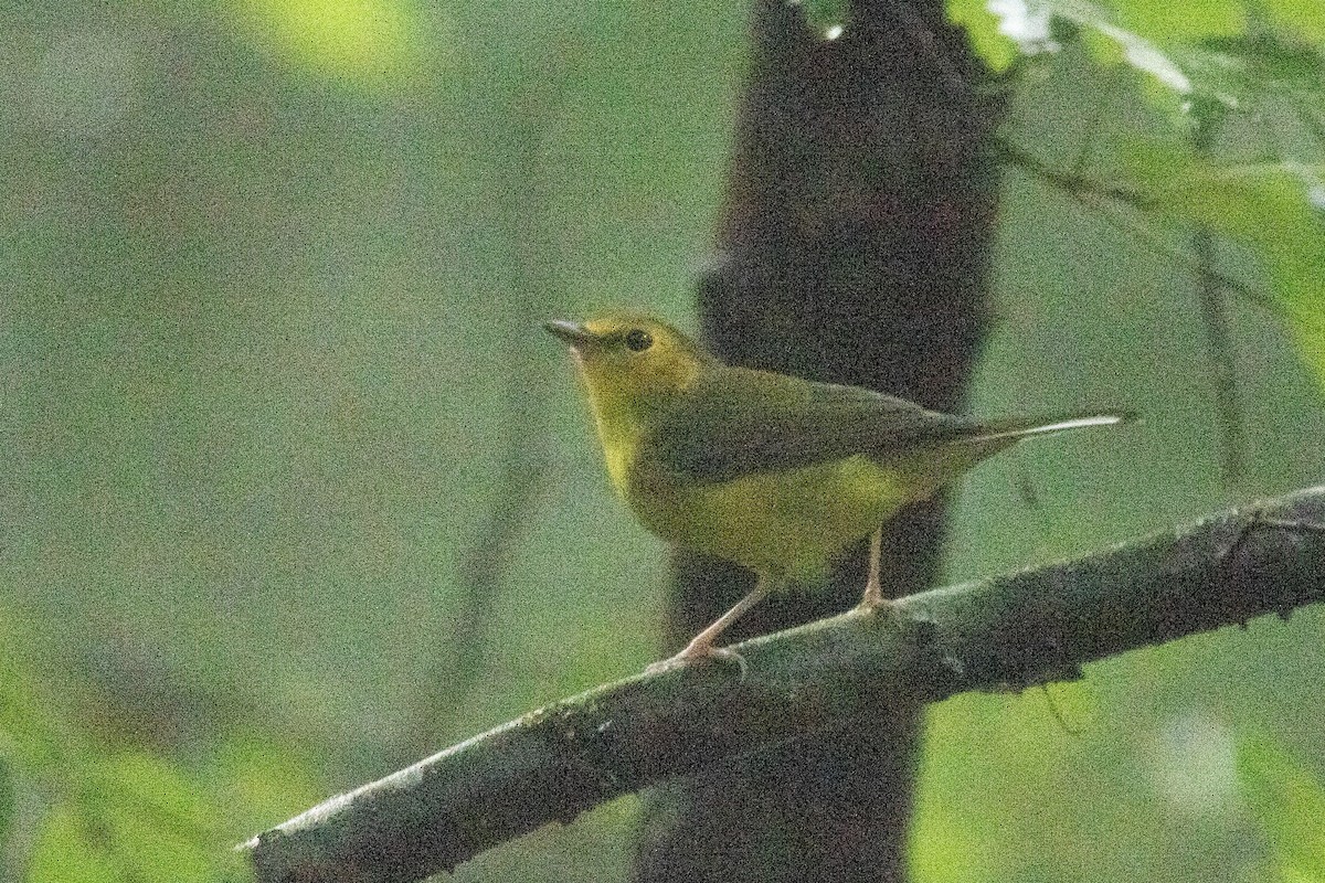 Hooded Warbler - ML623000849
