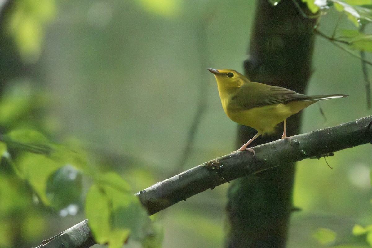 Hooded Warbler - ML623000857