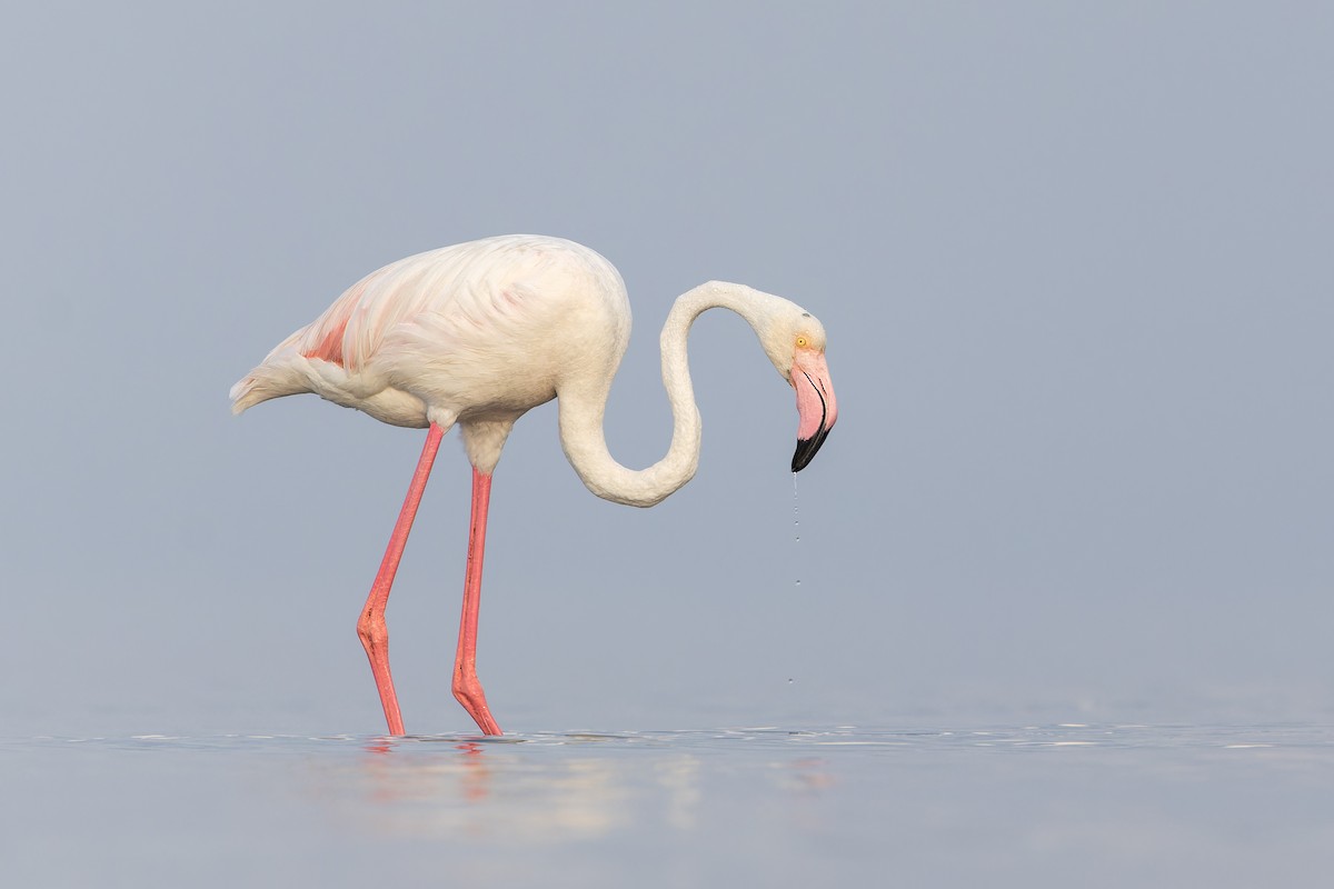 rosenflamingo - ML623000859