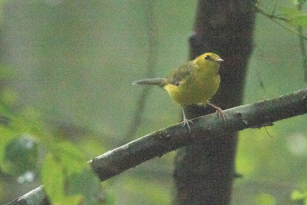 Hooded Warbler - ML623000861