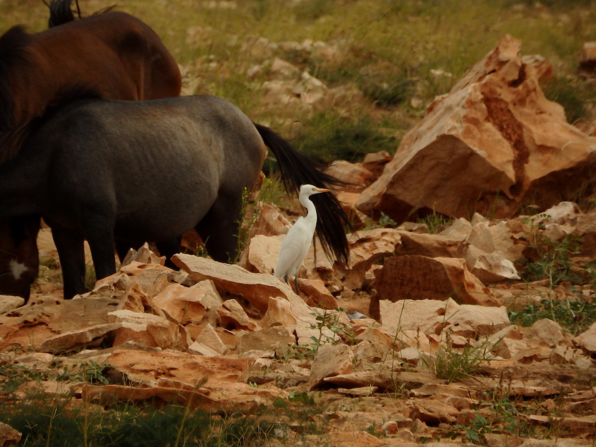 Western Cattle Egret - ML623000862