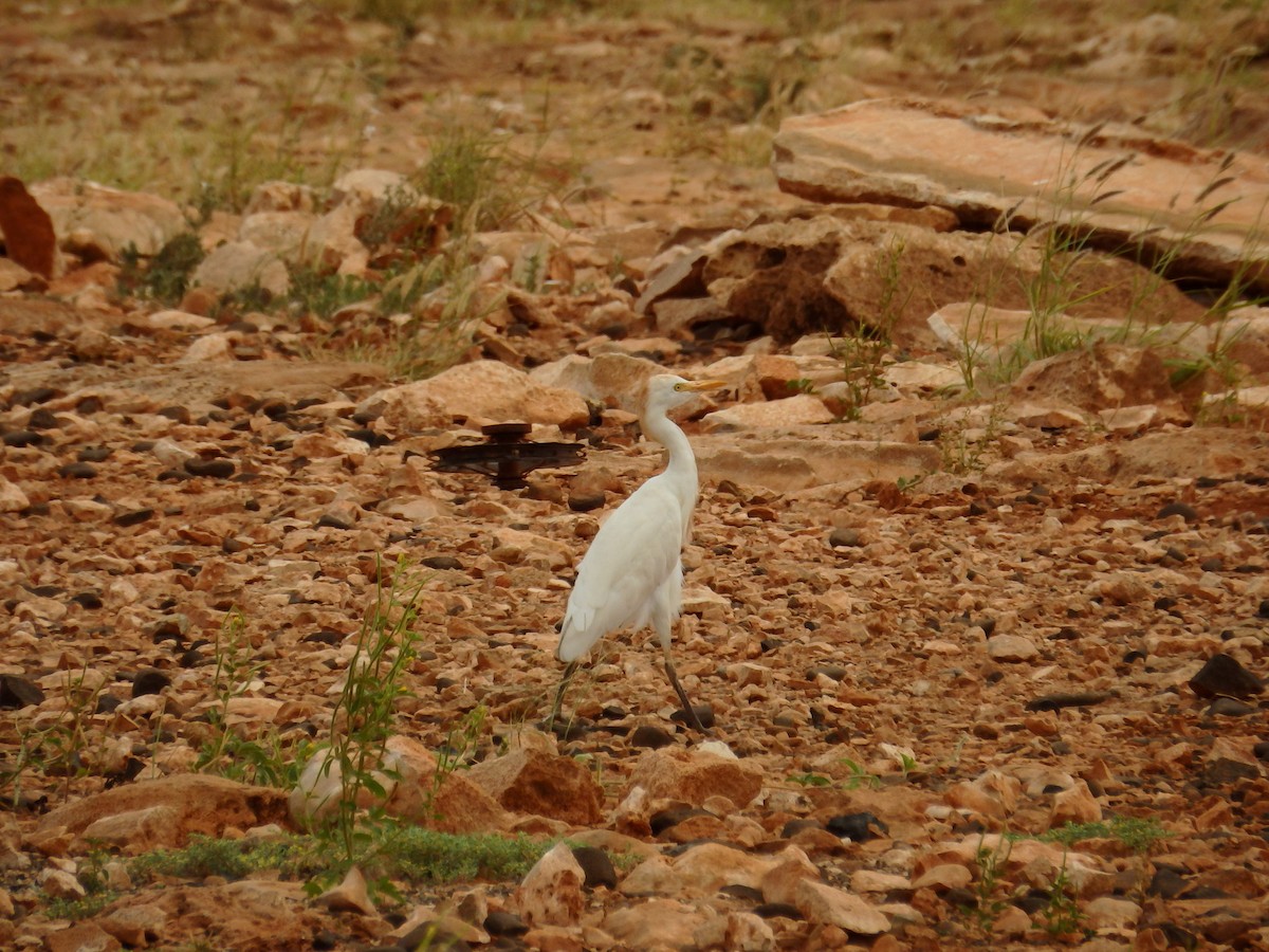 Western Cattle Egret - ML623000863