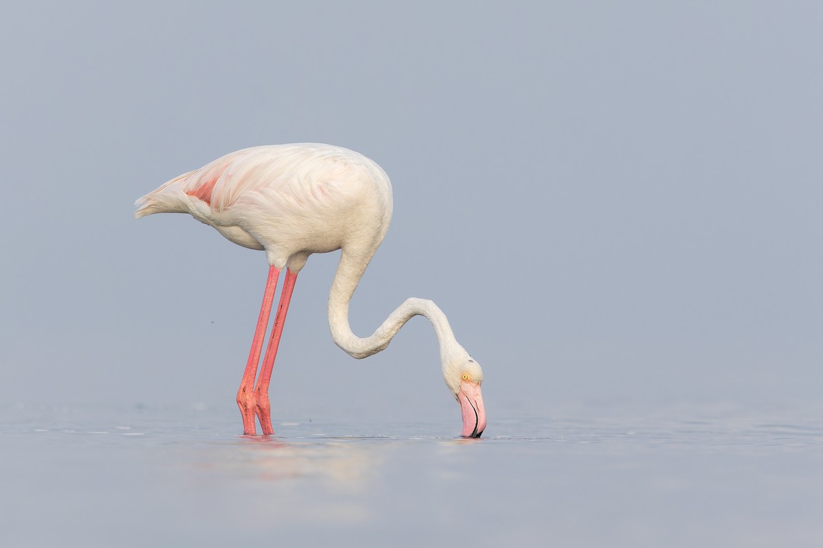 rosenflamingo - ML623000867