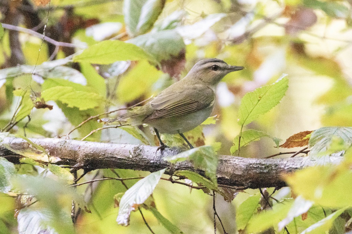 Red-eyed Vireo - ML623000872