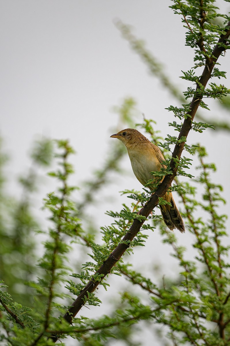 Bristled Grassbird - ML623000873