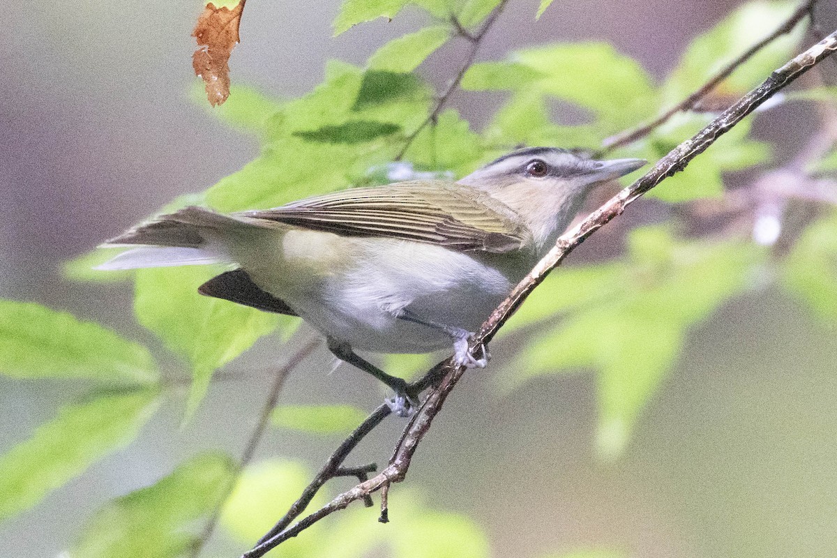 Red-eyed Vireo - ML623000874
