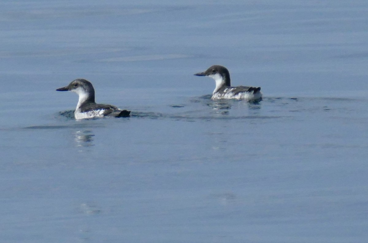 Pigeon Guillemot - ML623000875