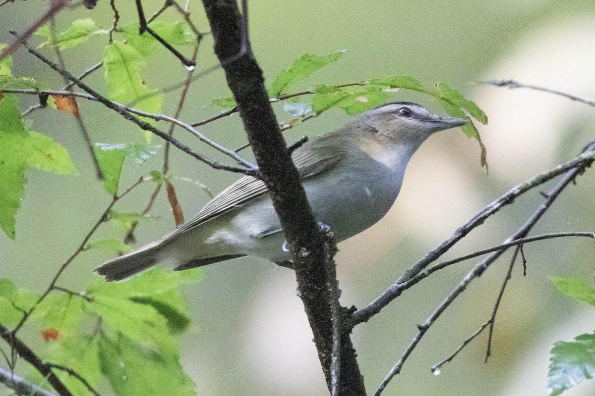 Red-eyed Vireo - ML623000877