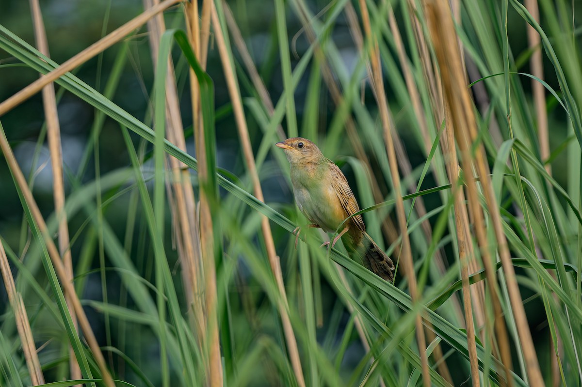 Bristled Grassbird - ML623000882